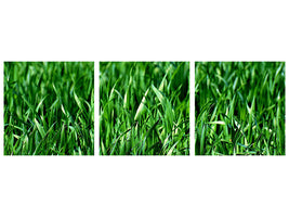 panoramic-3-piece-canvas-print-the-meadow-in-xl