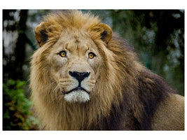 canvas-print-king-of-wildlife