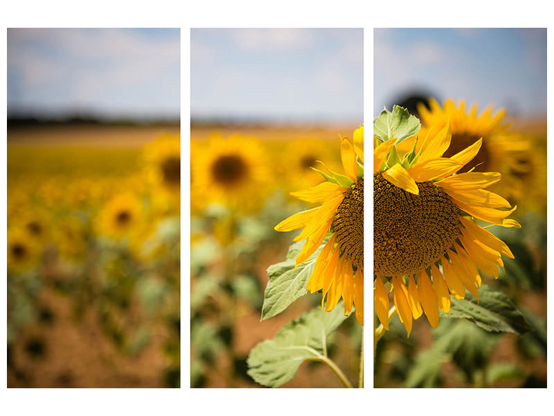 3-piece-canvas-print-a-sunflower-in-the-field