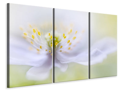 3-piece-canvas-print-anemone-beauty