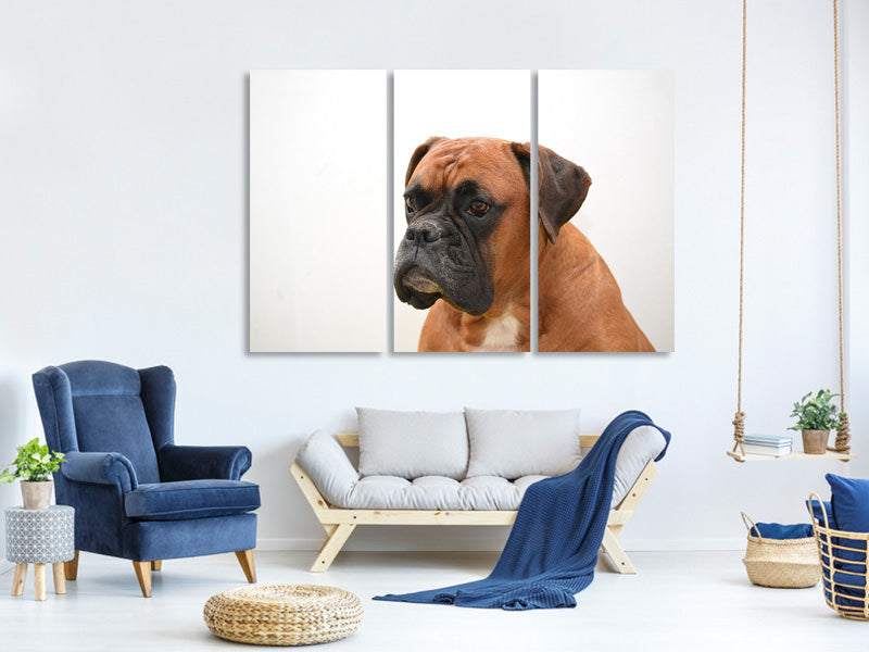 3-piece-canvas-print-boxer-the-watchdog