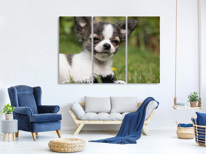 3-piece-canvas-print-chihuahua-to-fall-in-love
