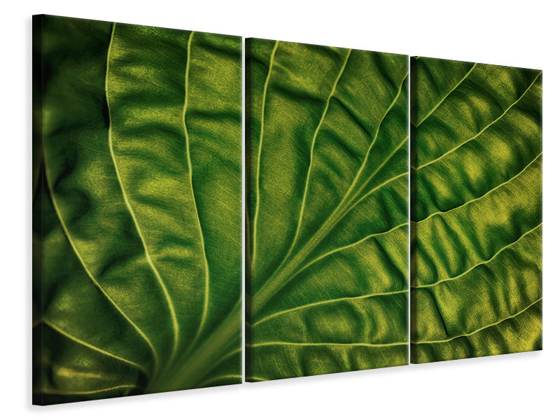 3-piece-canvas-print-leaf-of-a-hosta