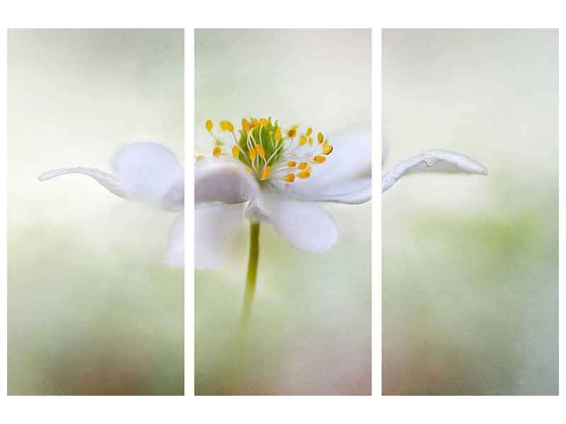 3-piece-canvas-print-nemorosa