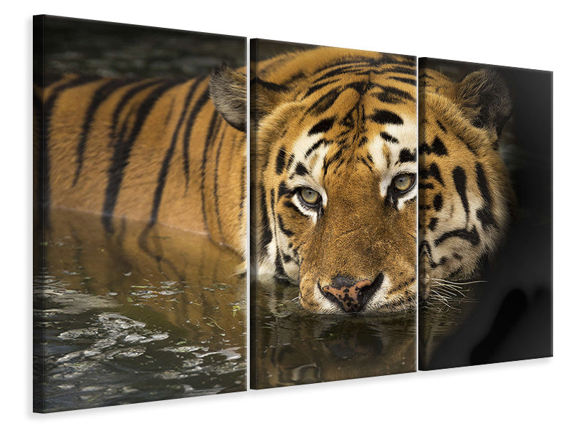 3-piece-canvas-print-tiger-in-the-water