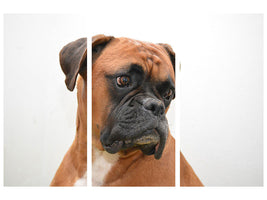 3-piece-canvas-print-typical-boxer