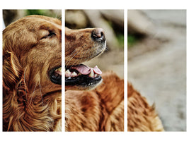 3-piece-canvas-print-watchful-irish-setter