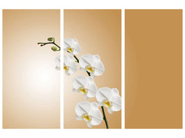 3-piece-canvas-print-white-orchids-xl