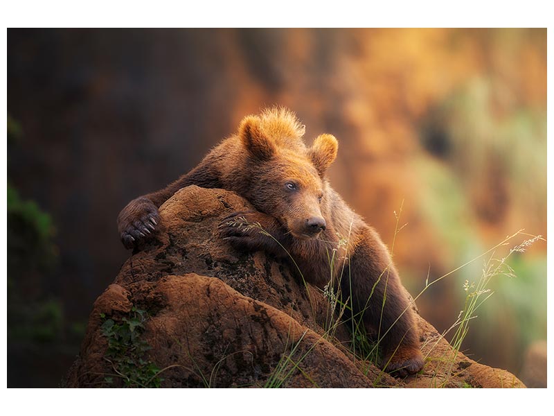 canvas-print-bear-portrait-x