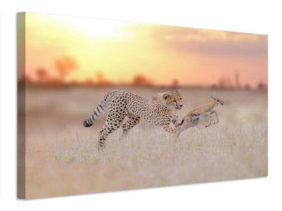 canvas-print-cheetah-hunting-a-gazelle-x