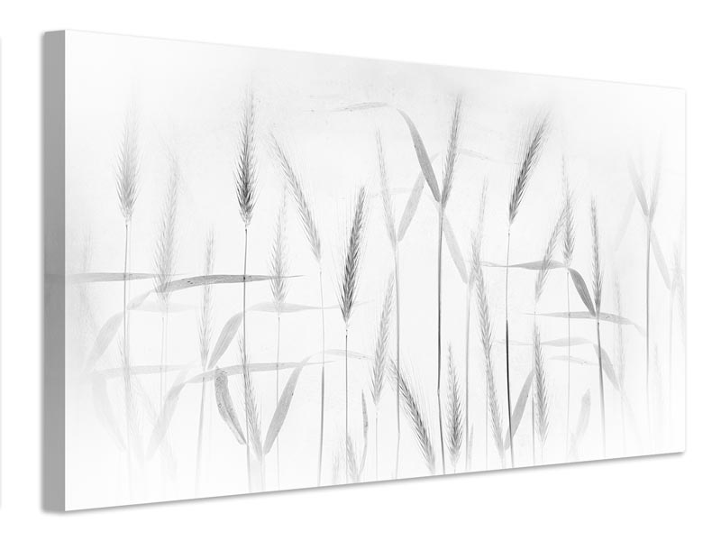 canvas-print-corn-art-x