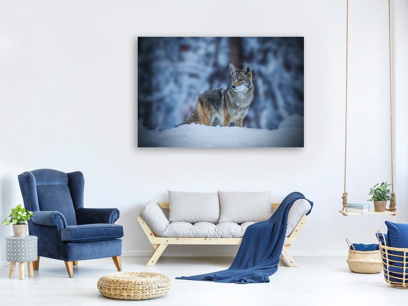 canvas-print-coyote-in-winter-x