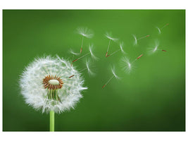 canvas-print-dandelion-blowing-x