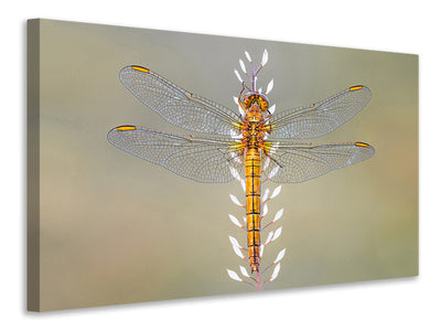 canvas-print-dragonfly