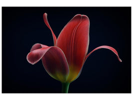 canvas-print-first-tulip-x