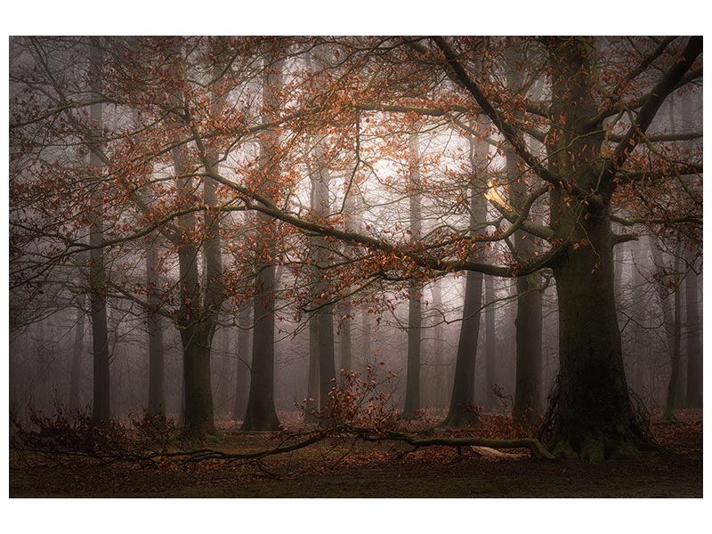 canvas-print-foggy-memory-of-the-past-x