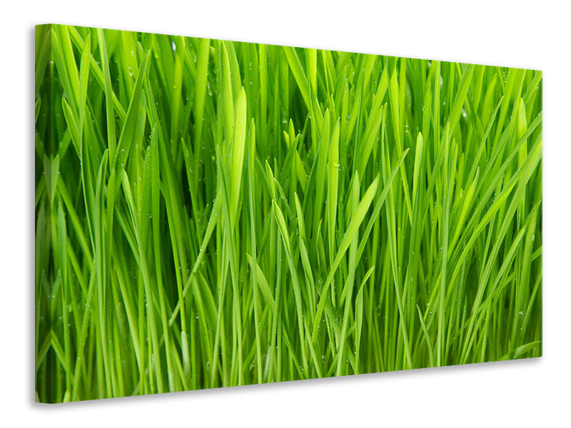 canvas-print-grass-in-morning-dew