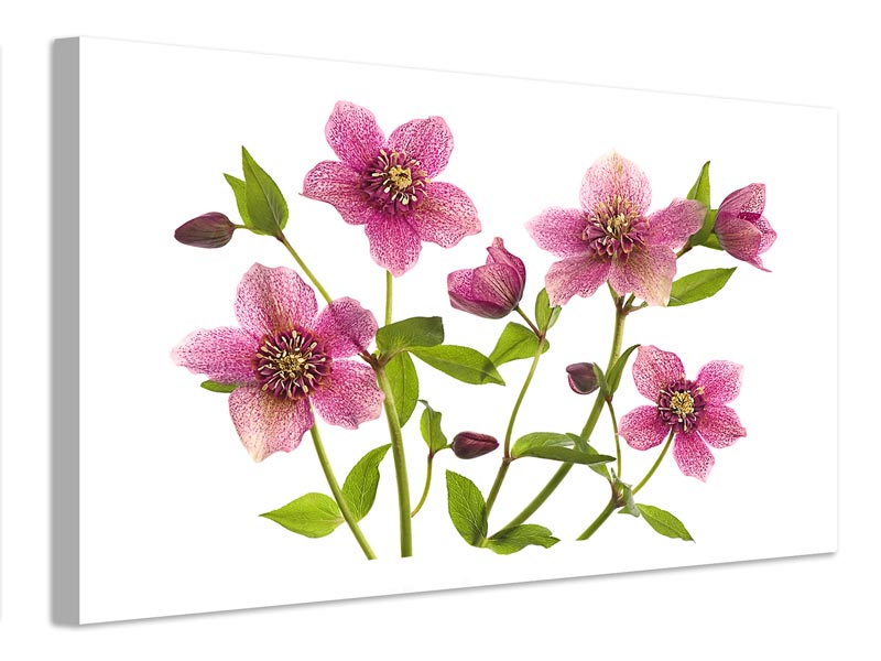 canvas-print-helleborus-x-hybridus-tutu-x