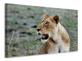 canvas-print-magnificent-lioness