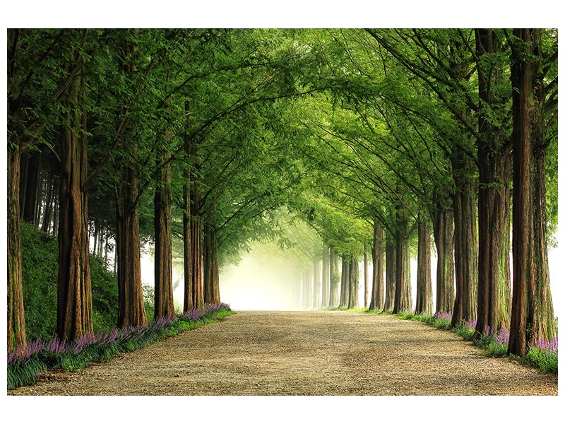 canvas-print-metasequoia-road-x