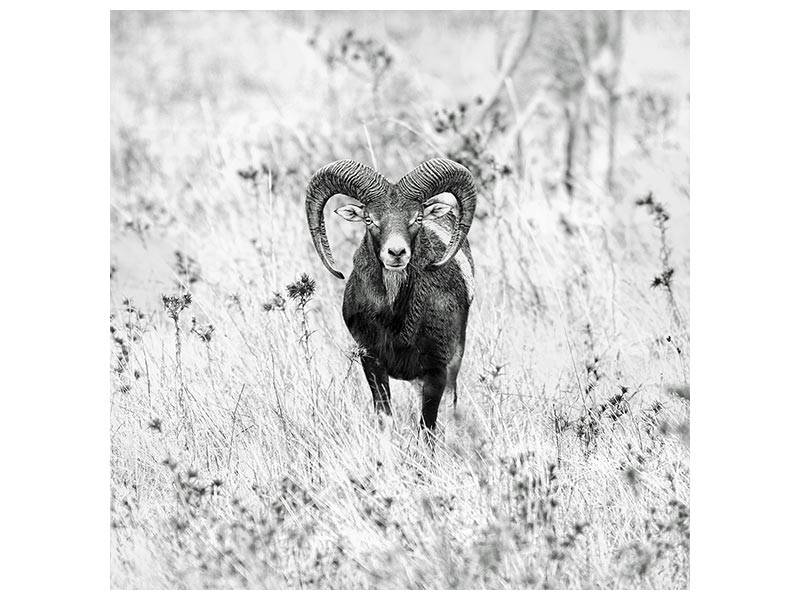 canvas-print-mouflon-x