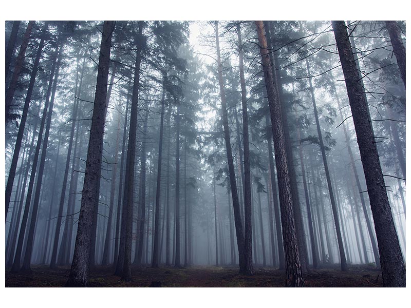 canvas-print-mysterious-foggy-forest-x