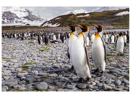 canvas-print-penguins-of-salisbury-plain-x