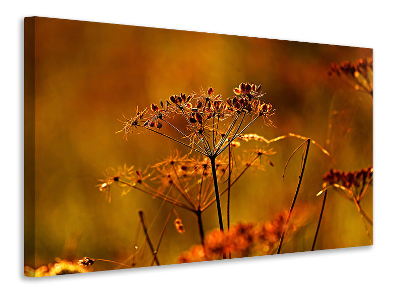 canvas-print-seeds