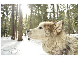 canvas-print-the-alaskan-malamute