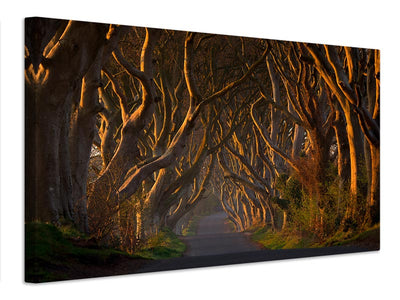 canvas-print-the-dark-hedges-in-the-morning-sunshine-x