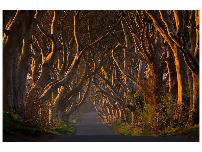 canvas-print-the-dark-hedges-in-the-morning-sunshine-x