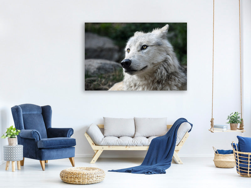 canvas-print-the-lonely-wolf