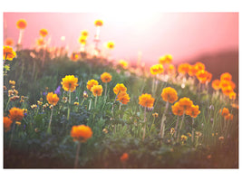 canvas-print-the-mountain-meadow