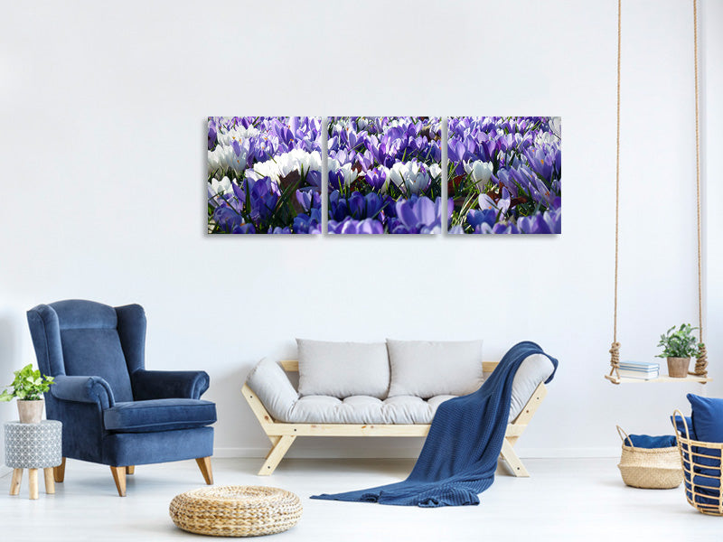 panoramic-3-piece-canvas-print-a-field-full-of-crocuses