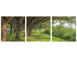 panoramic-3-piece-canvas-print-mature-trees