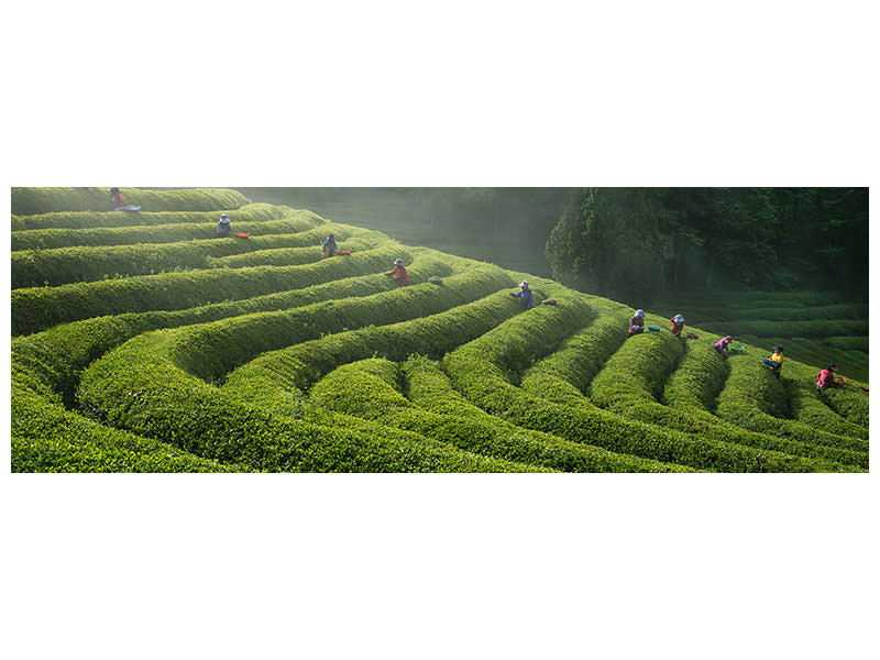 panoramic-canvas-print-green-tea-farm