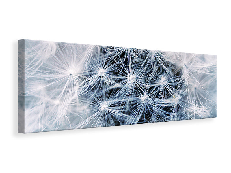 panoramic-canvas-print-ripe-dandelion-close-up