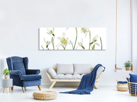 panoramic-canvas-print-spring-snowdrops