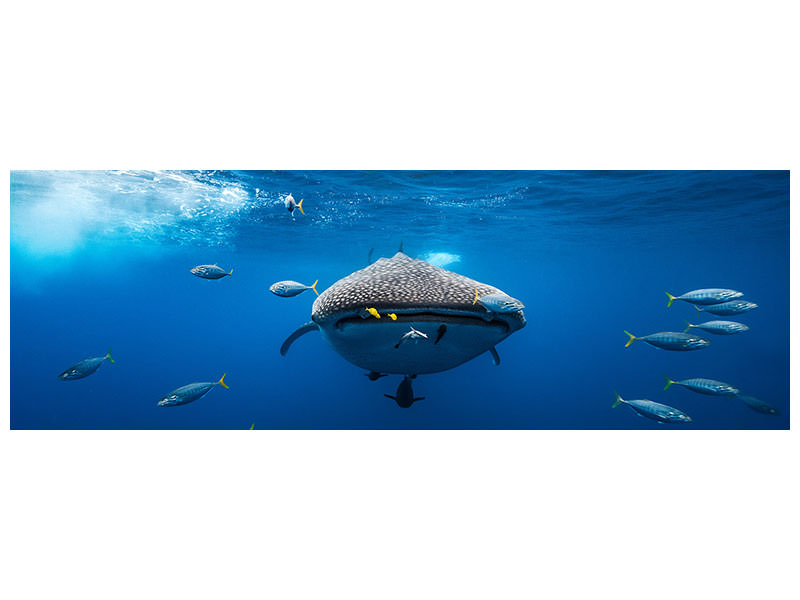 panoramic-canvas-print-whale-shark-escorted-by-a-school-of-bonito