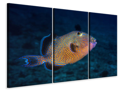 3-piece-canvas-print-blue-triggerfish