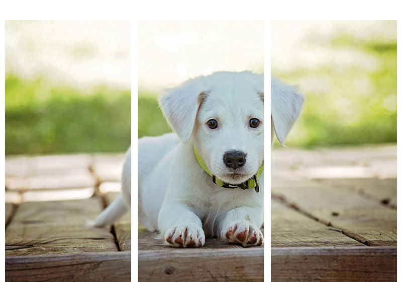 3-piece-canvas-print-cute-dog-baby