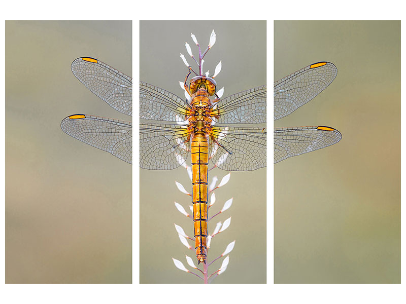 3-piece-canvas-print-dragonfly