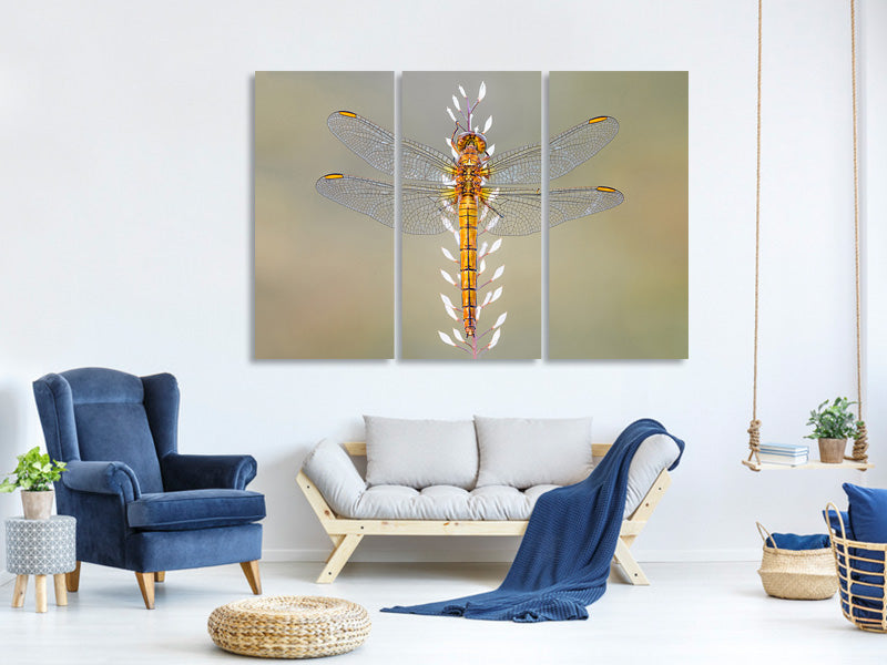 3-piece-canvas-print-dragonfly