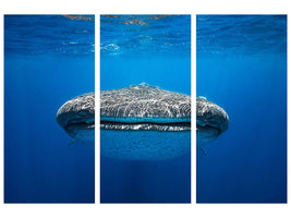 3-piece-canvas-print-face-to-face-with-a-whale-shark