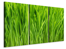 3-piece-canvas-print-grass-in-morning-dew