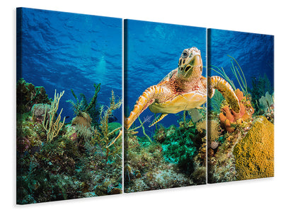 3-piece-canvas-print-hawksbill-turtle-swimming-through-caribbean-reef