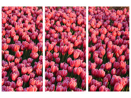 3-piece-canvas-print-lush-tulip-field