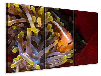 3-piece-canvas-print-skunk-clownfish