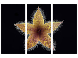 3-piece-canvas-print-stapelia-grandiflora