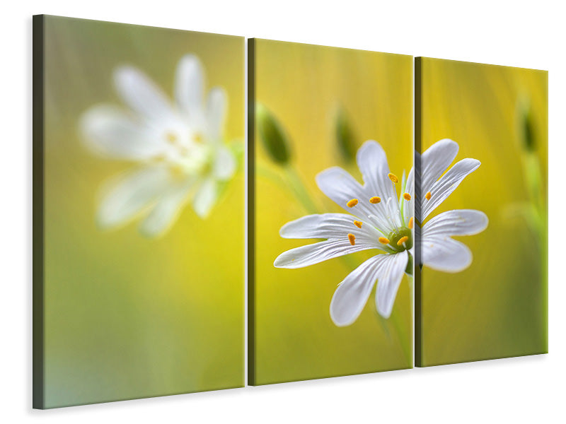 3-piece-canvas-print-stitchwort-ii